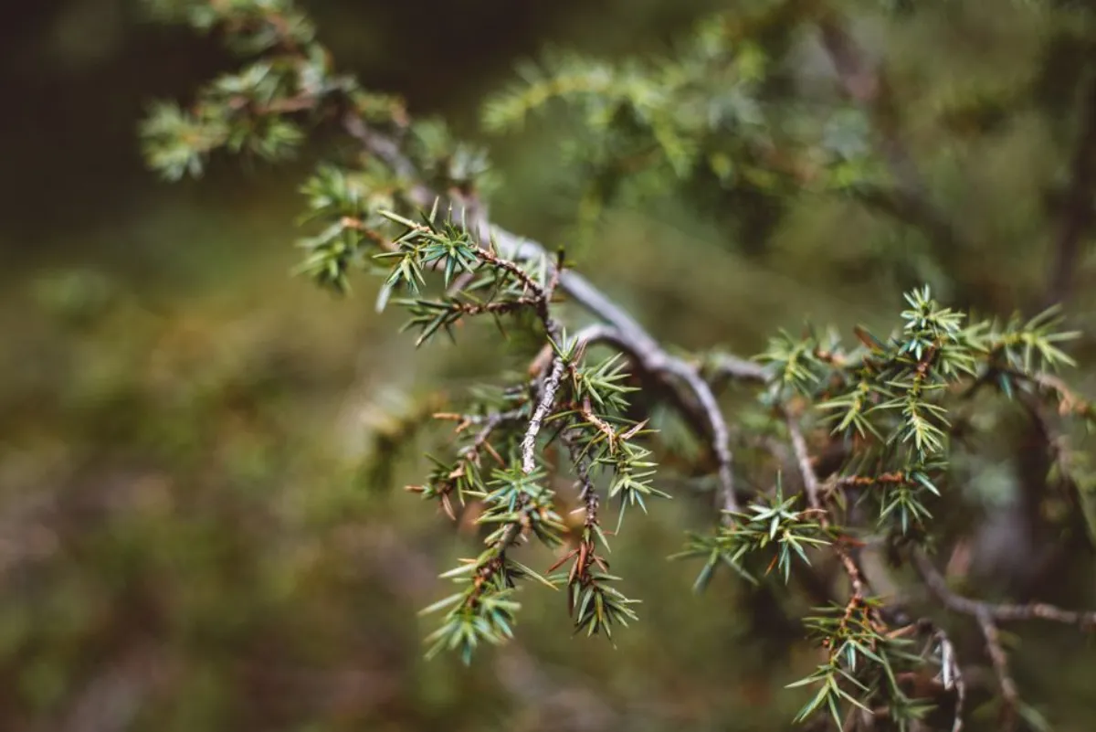juniper branch